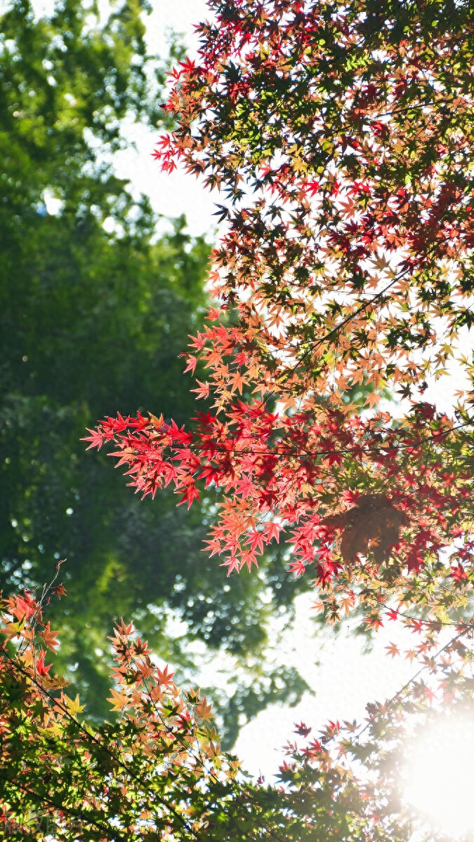 向阳而生，感恩遇见，让生活简单而美好，让生命快乐而安静(图7)