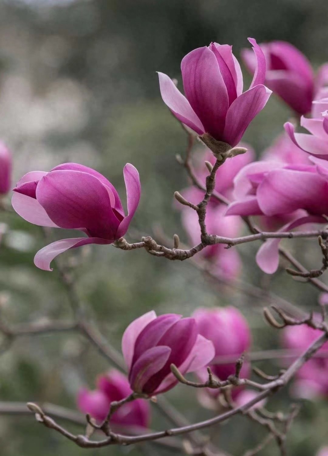 遇见春天，遇见美好，人生四季，随缘就好(图1)