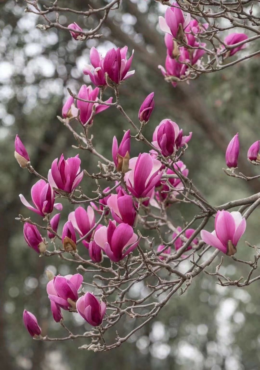 遇见春天，遇见美好，人生四季，随缘就好(图2)
