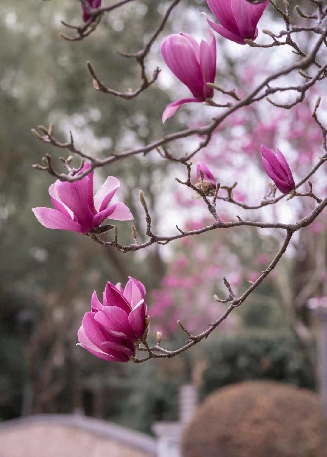 遇见春天，遇见美好，人生四季，随缘就好(图3)