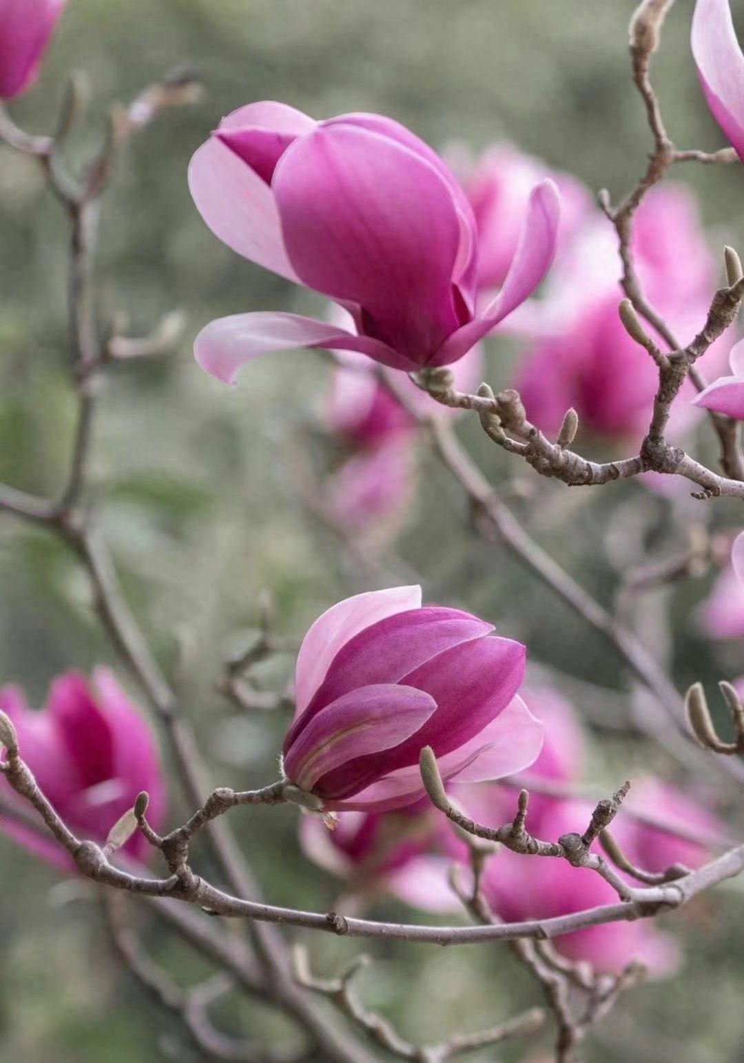 遇见春天，遇见美好，人生四季，随缘就好(图4)