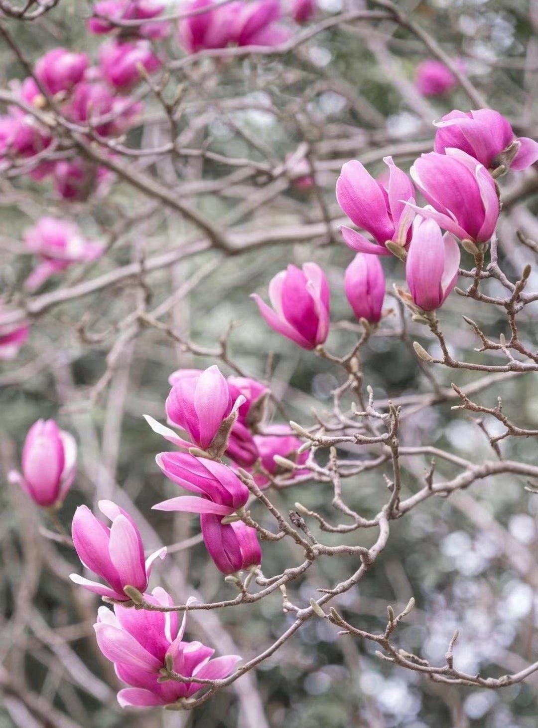 遇见春天，遇见美好，人生四季，随缘就好(图5)