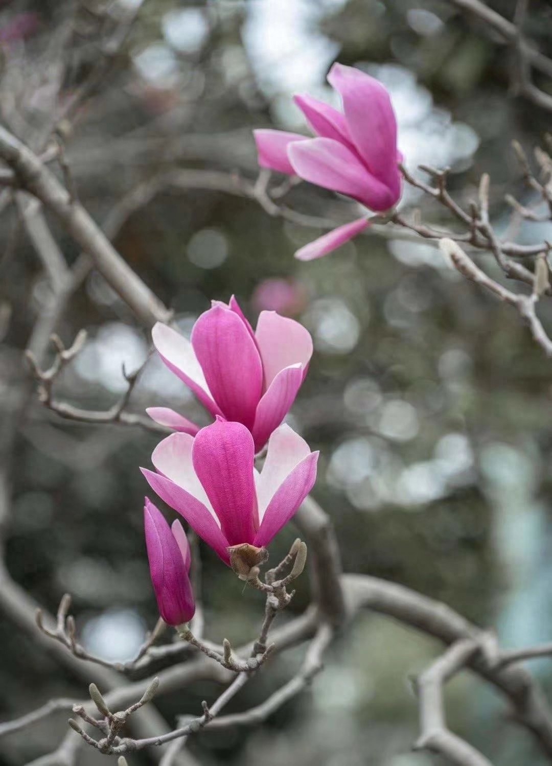 遇见春天，遇见美好，人生四季，随缘就好(图6)