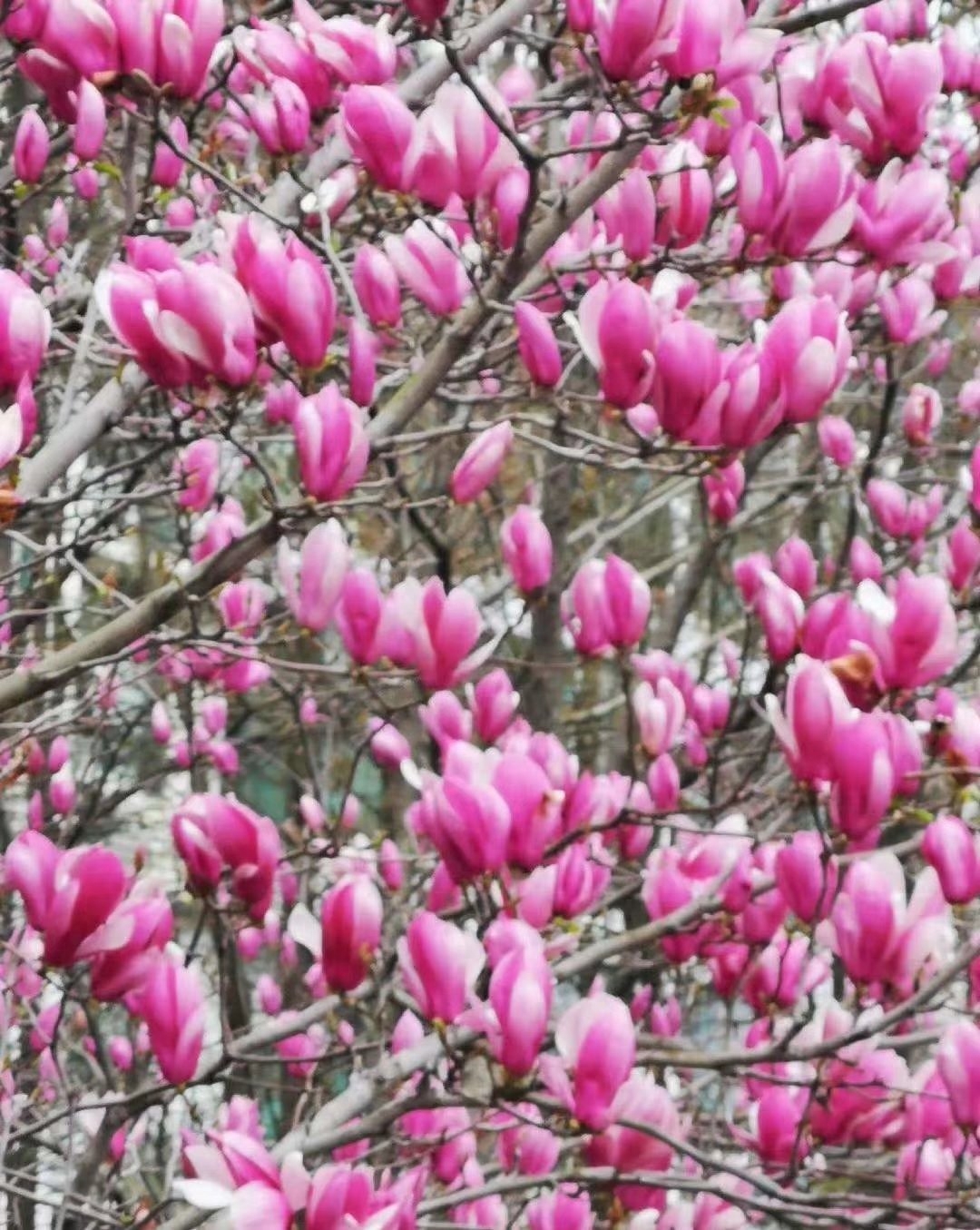 遇见春天，遇见美好，人生四季，随缘就好(图7)