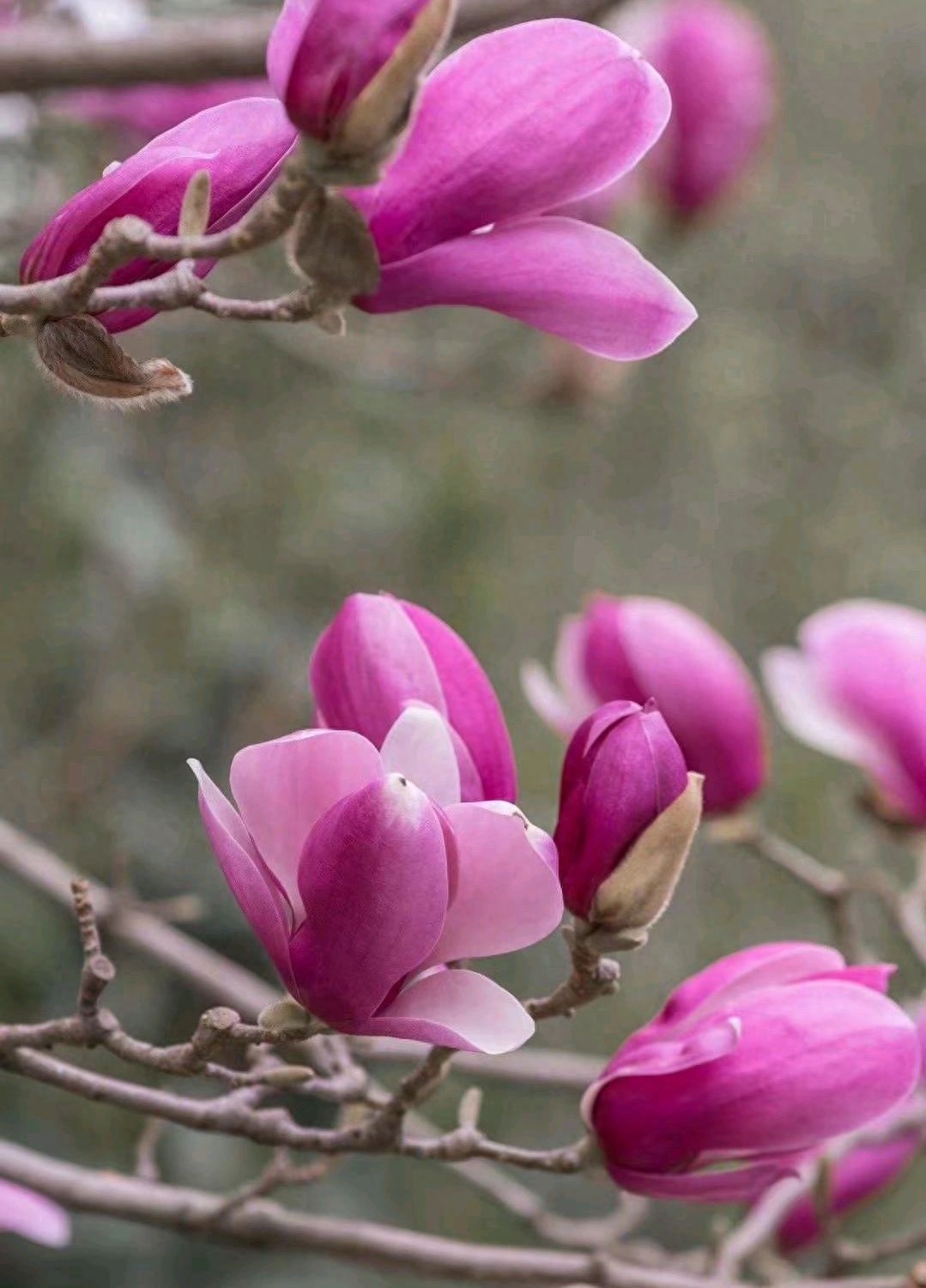 遇见春天，遇见美好，人生四季，随缘就好(图8)