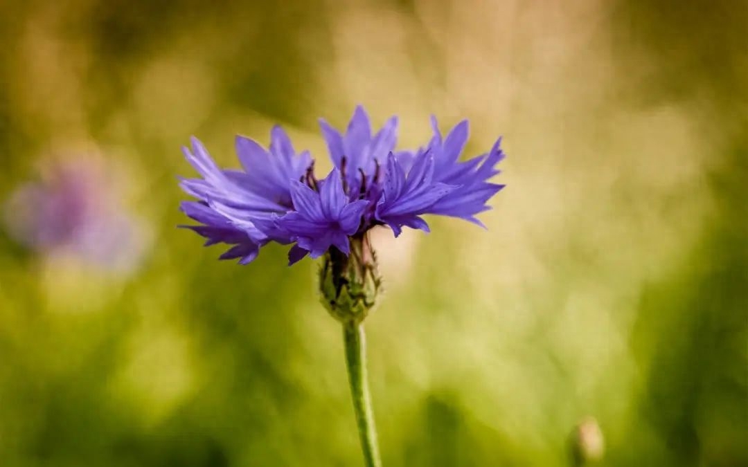 分享重逢的唯美句子(图1)