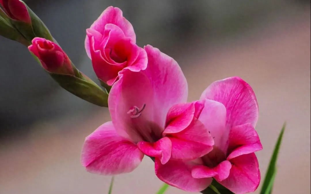 分享重逢的唯美句子(图3)