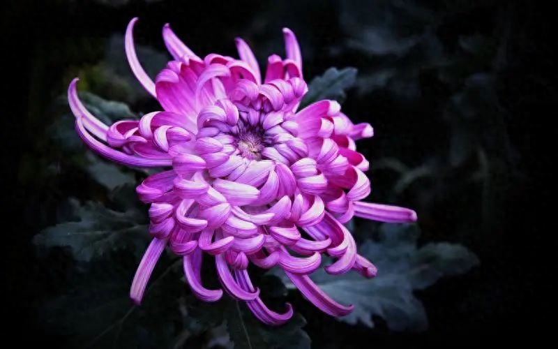 分享重逢的唯美句子(图4)