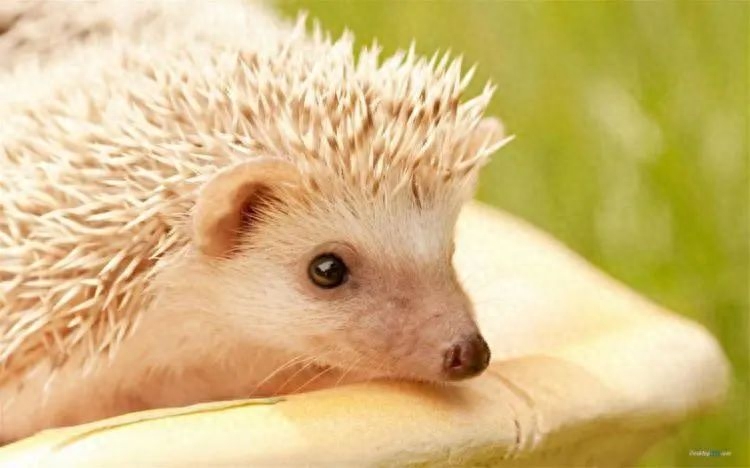 分享重逢的唯美句子(图6)