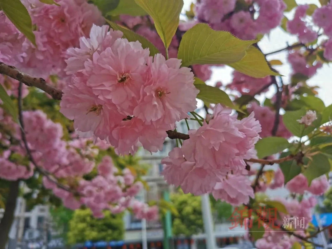 人间四月是成都(图1)