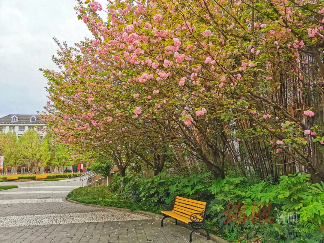 人间四月是成都(图2)