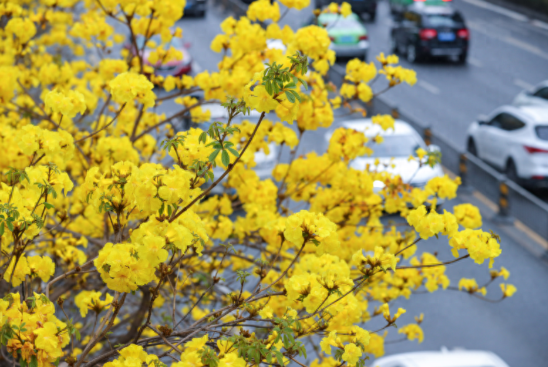 人间四月是成都(图3)