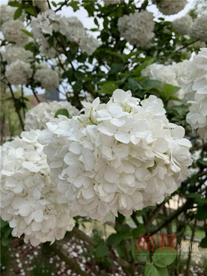 人间四月是成都(图4)