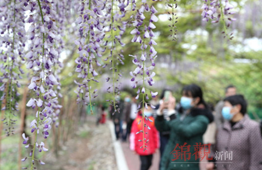 人间四月是成都(图6)