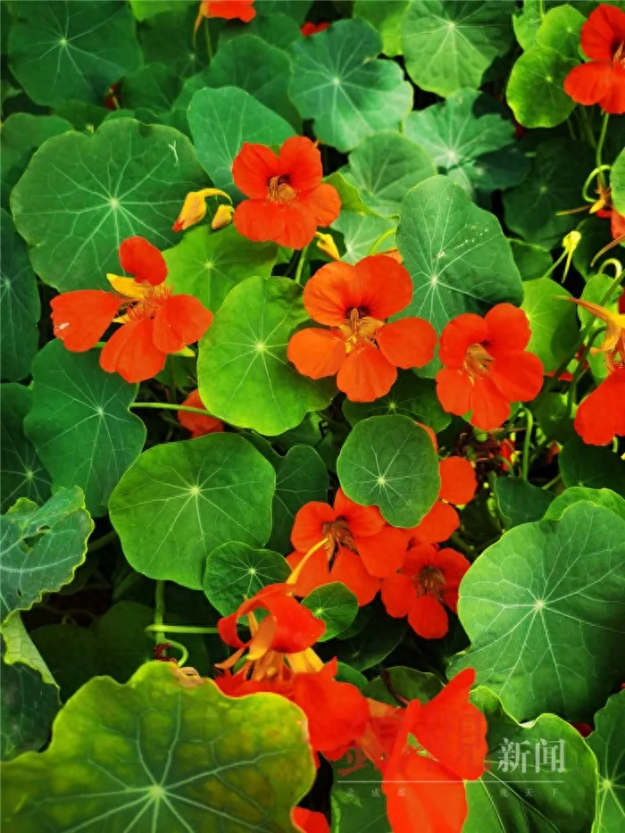 人间四月是成都(图14)