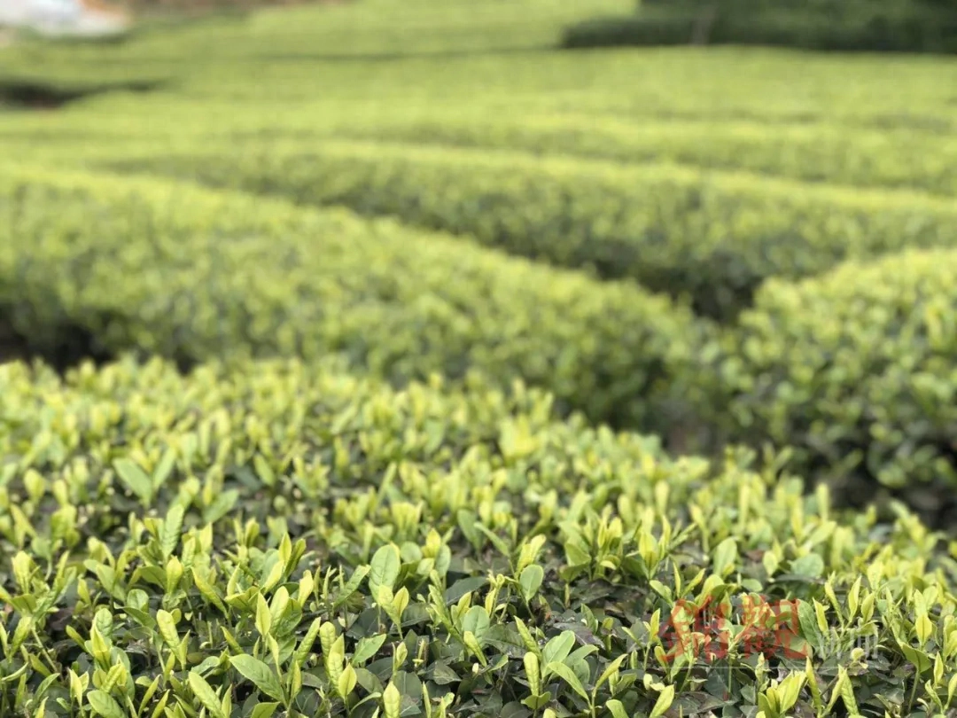人间四月是成都(图26)