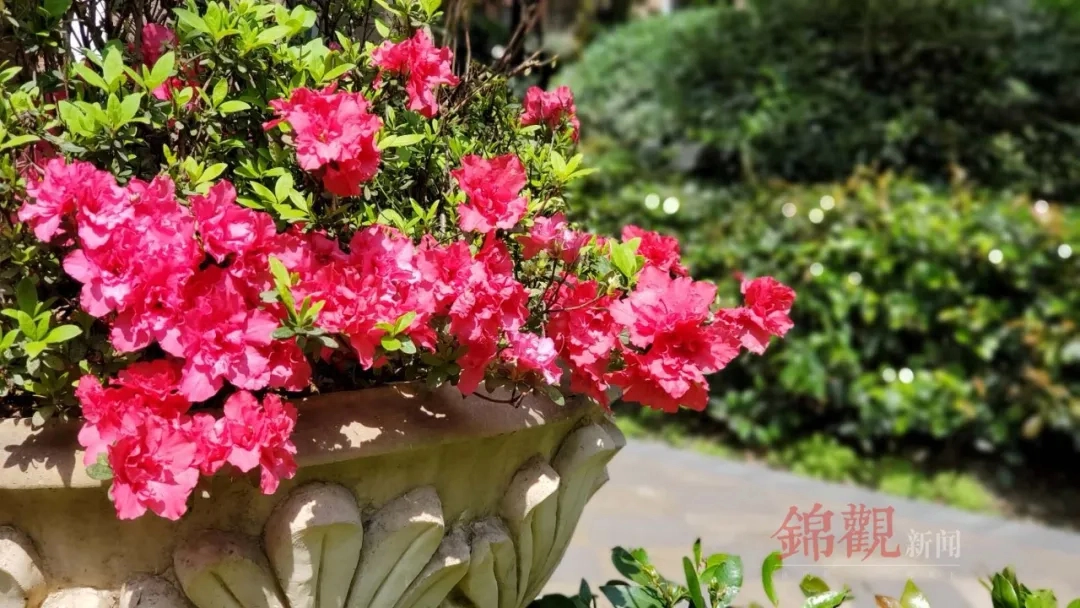 人间四月是成都(图28)