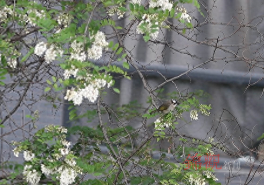 人间四月是成都(图29)