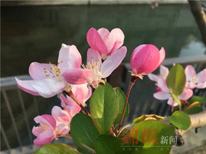 人间四月是成都(图30)