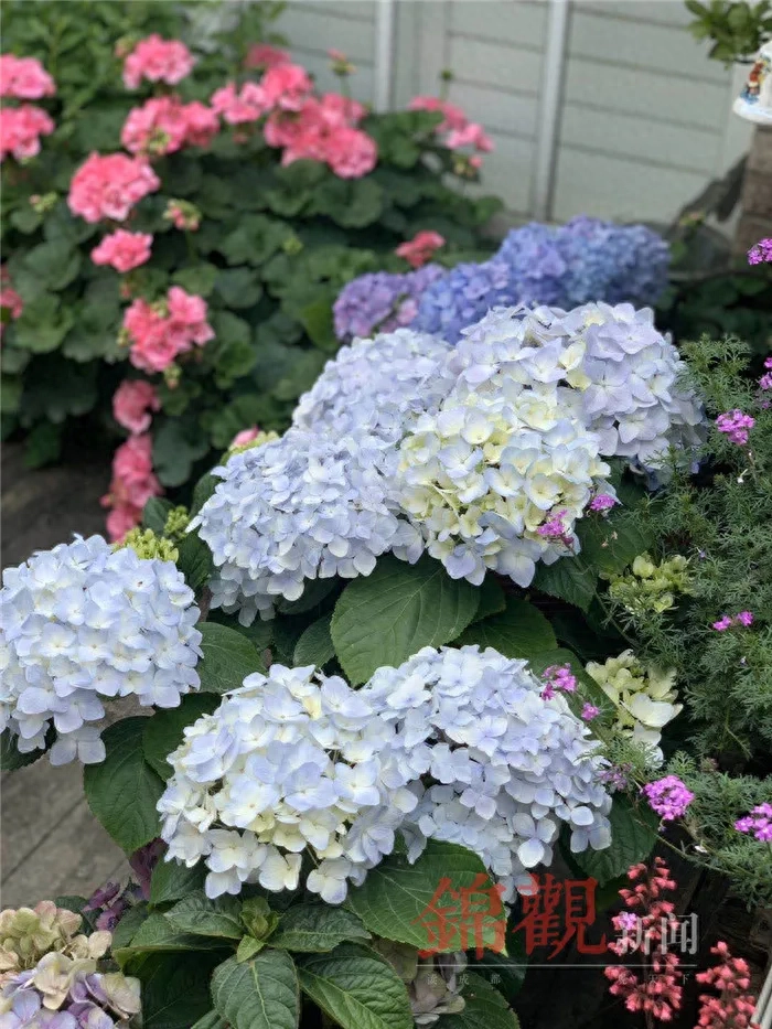 人间四月是成都(图31)