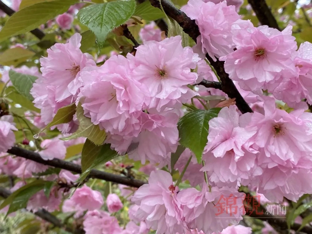 人间四月是成都(图33)