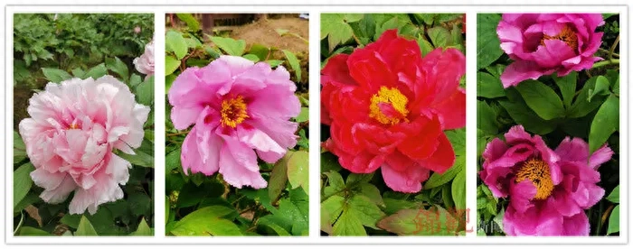 人间四月是成都(图35)