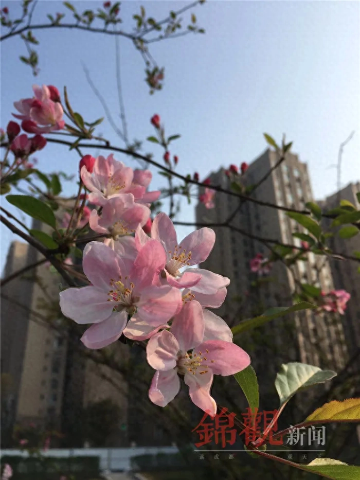 人间四月是成都(图36)