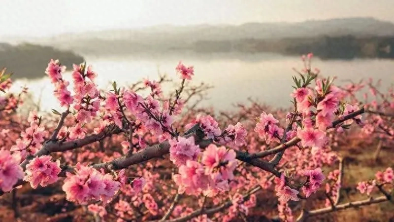 人间四月是成都(图37)