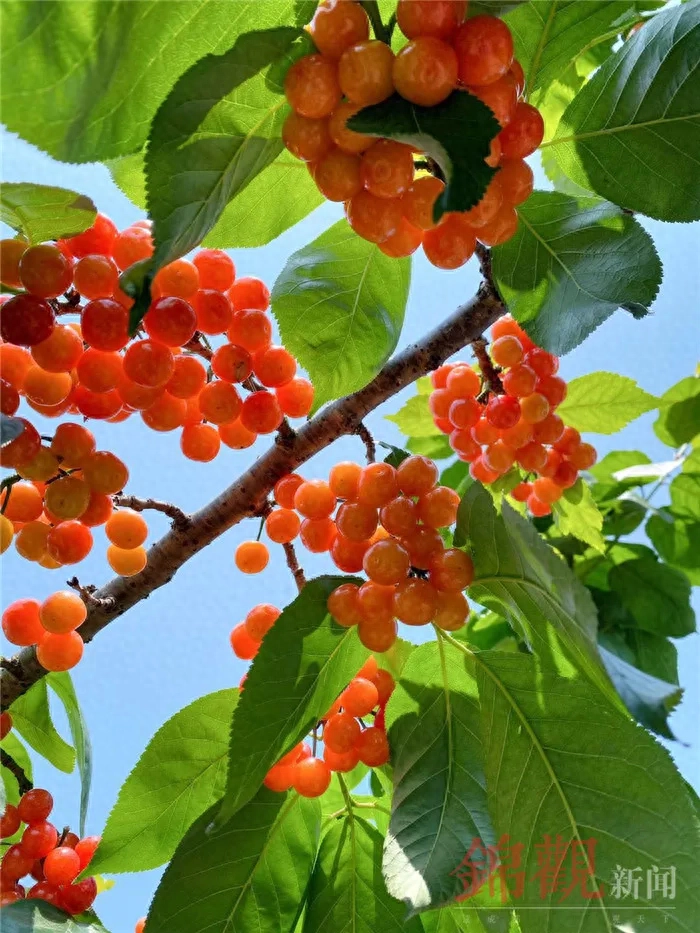 人间四月是成都(图38)