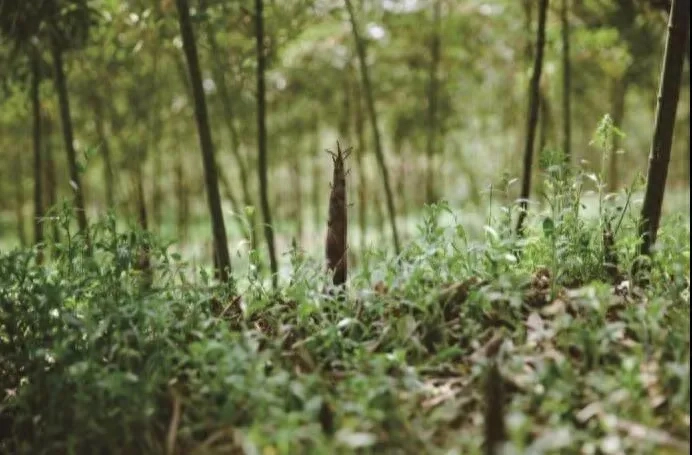 人间四月是成都(图40)