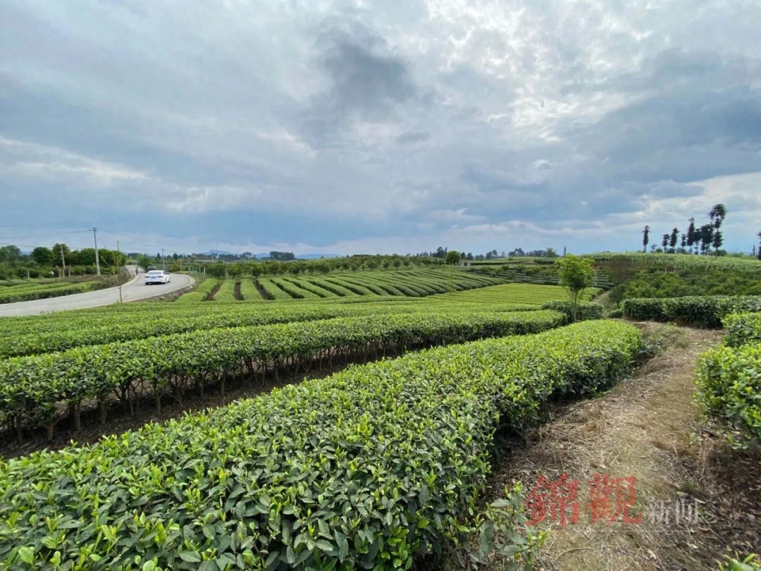 人间四月是成都(图42)