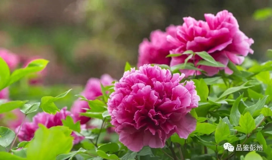 人间四月是成都(图46)