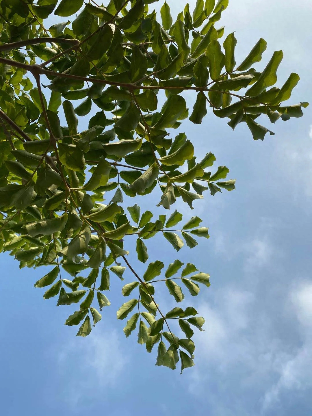 人间四月是成都(图47)