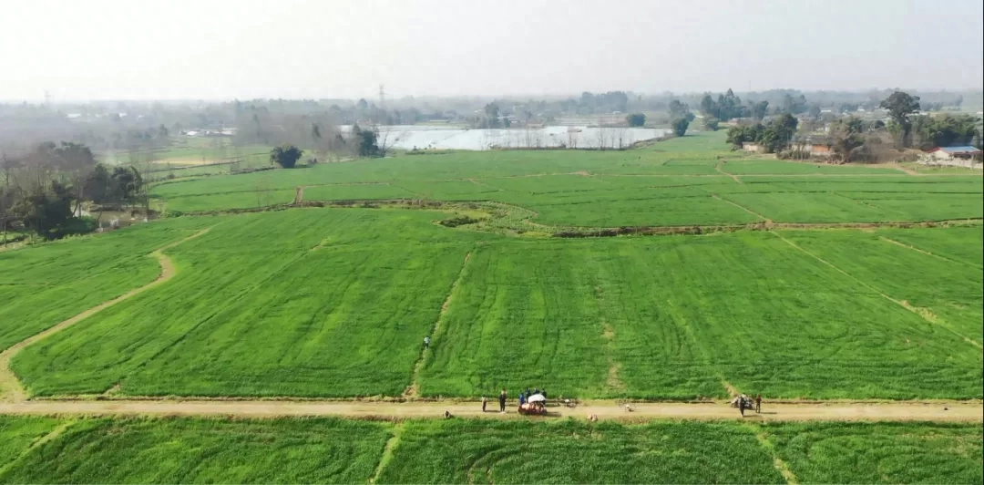 人间四月是成都(图53)