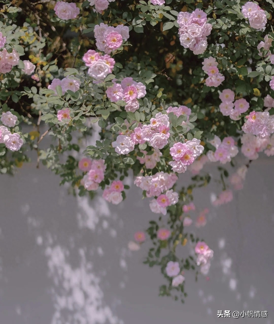 用回忆刺伤心脏，用倔强堵住心痛(图3)