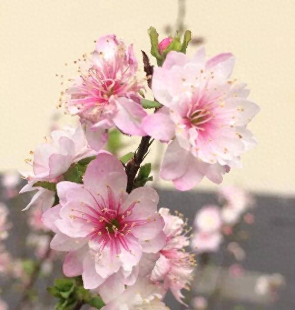 48首桃花诗词，桃之夭夭，许你十里桃花(图3)