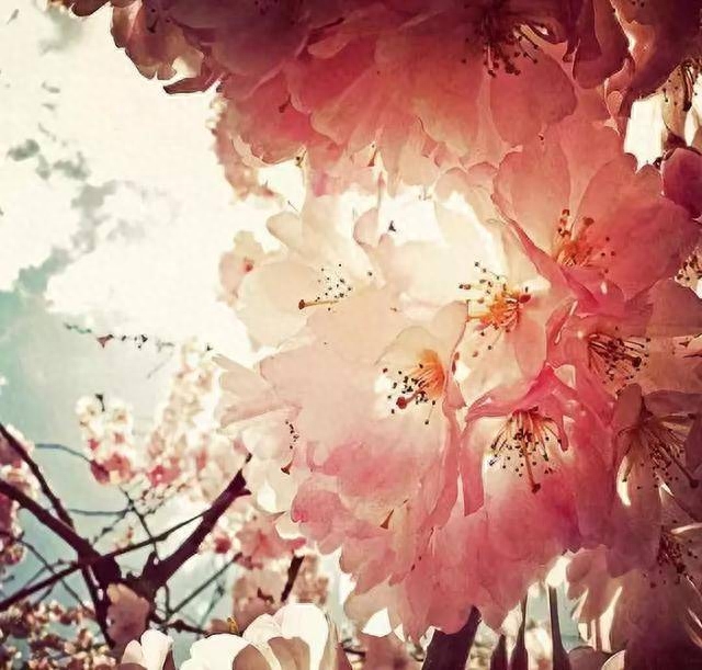 48首桃花诗词，桃之夭夭，许你十里桃花(图5)