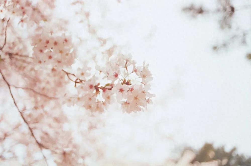 春天 | 26句怦然心动的桃花诗词，邀你一起云赏花！(图12)