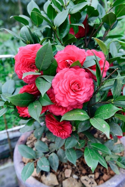 高雅别致，赏山茶花古诗词(图1)