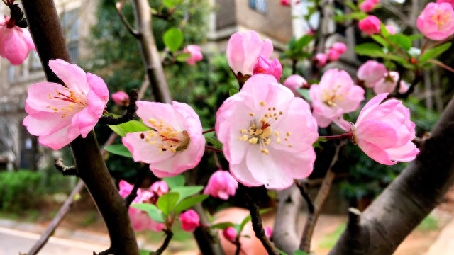 高雅别致，赏山茶花古诗词(图2)