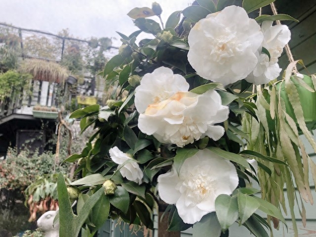 高雅别致，赏山茶花古诗词(图3)