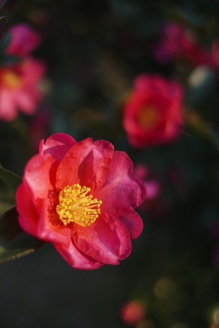 高雅别致，赏山茶花古诗词(图6)