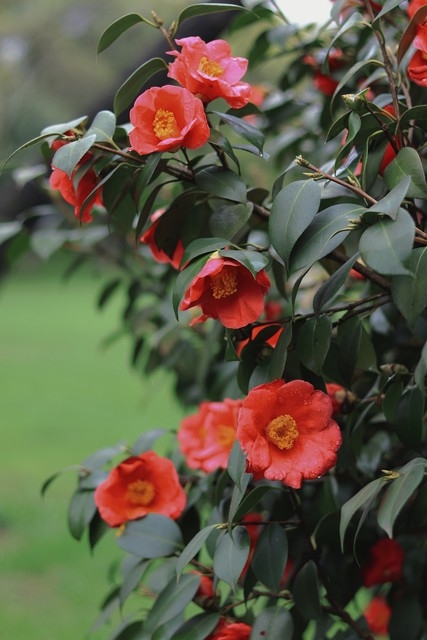 高雅别致，赏山茶花古诗词(图7)