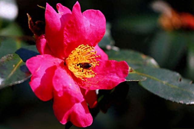 高雅别致，赏山茶花古诗词(图8)