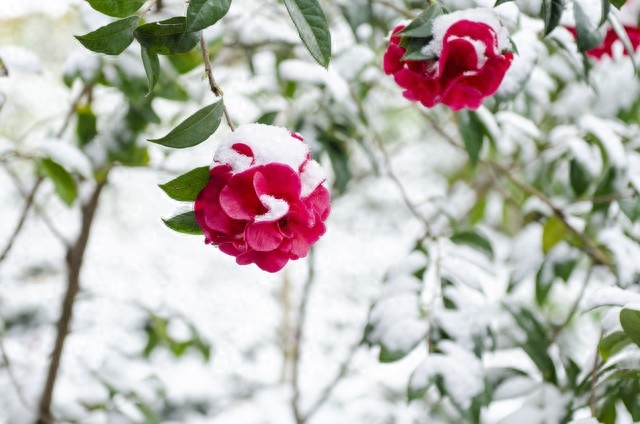 高雅别致，赏山茶花古诗词(图9)