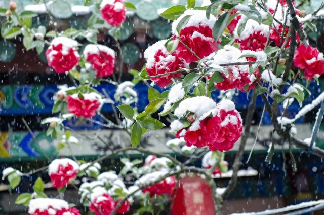 高雅别致，赏山茶花古诗词(图10)