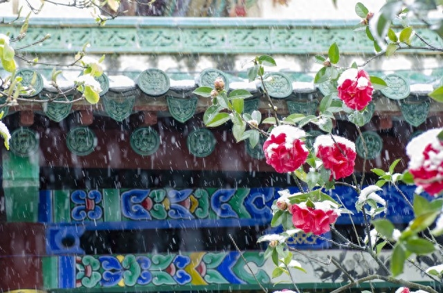 高雅别致，赏山茶花古诗词(图11)