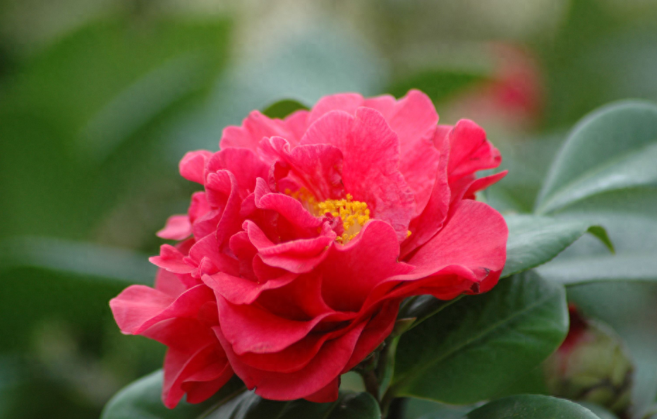 「诗词鉴赏」山茶花开时，十一首山茶花的诗词，烂红如火雪中开(图5)