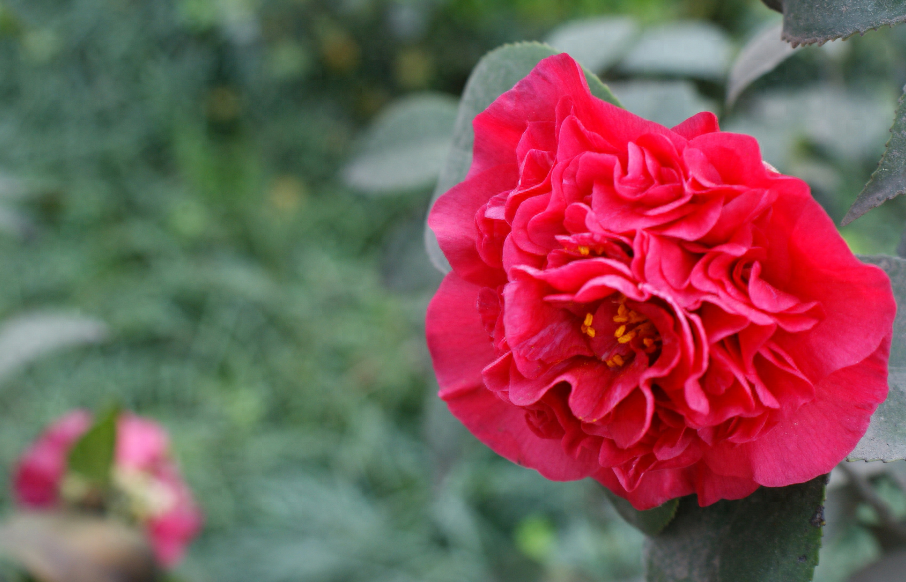 「诗词鉴赏」山茶花开时，十一首山茶花的诗词，烂红如火雪中开(图15)