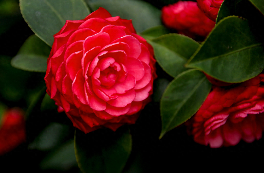 「诗词鉴赏」山茶花开时，十一首山茶花的诗词，烂红如火雪中开(图17)